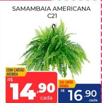 Supermercados Avenida Samambaia americana c21 oferta