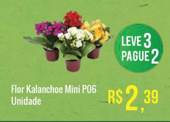 Mart Minas Flor Kalanchoe Mini P06 unidade oferta