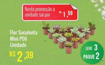 Mart Minas Flor Suculenta Mini P06 unidade oferta