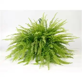 Brasão Supermercados Plantas samabaia americana pote 1 un oferta