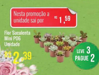 Flor Suculenta Mini P06 unidade