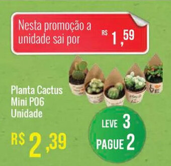 Planta Cactus Mini P06 unidade