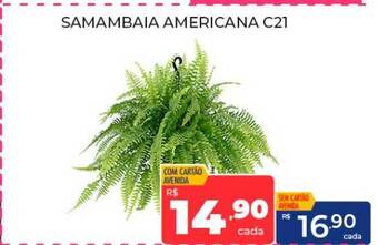 Supermercados Avenida Samambaia americana c21 oferta