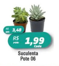 Suculenta Pote 06