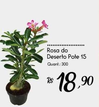 Giassi Supermercados Rosa do deserto pote 15 oferta