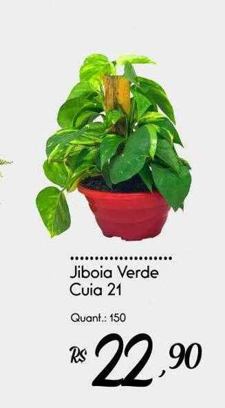 Giassi Supermercados Jiboia verde cuia 21 oferta