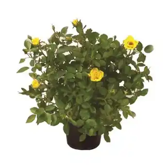 Planta roseira mini p15