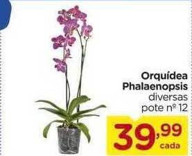 Carrefour Orquídea phalaenopsis oferta