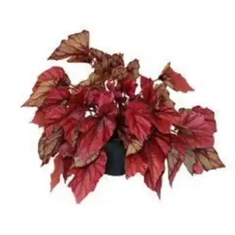 Flor begônia beleaf pote15 com 1 un