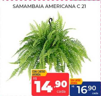 Samambaia americana c 21