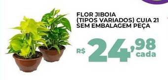 Cooper Flor jiboia tipos variados cuia 21 sem embalagem peça oferta