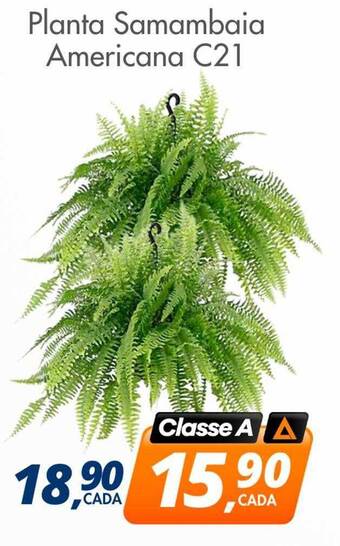Planta samambaia americana c21