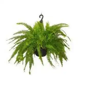 Planta samambaia americana cuia 21