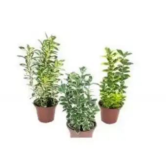 Covabra Supermercados Planta euonymus variado pote15 com 1un oferta