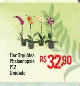 Mart Minas Flor orquídea phalaenopsis p12 unidade oferta