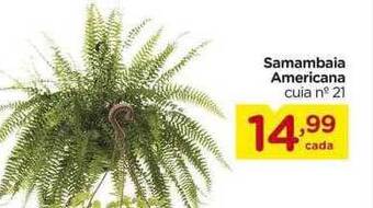 Carrefour Samambaia americana oferta