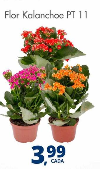 Flor kalanchoe pt 11