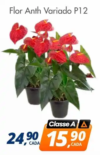 Flor anth variado p12