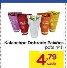Carrefour Kalanchoe dobrado paixões oferta