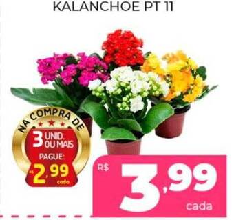 Kalanchoe pt 11