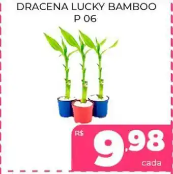 Dracena lucky bamboo p 06