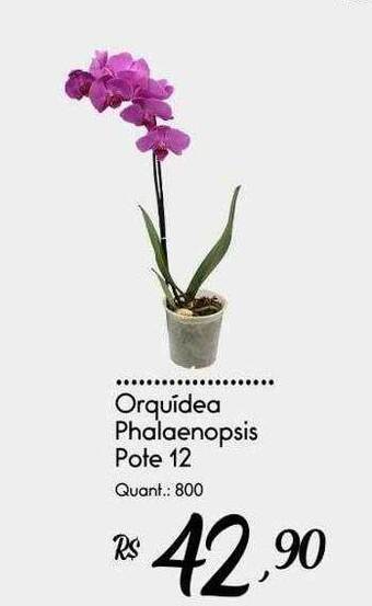 Giassi Supermercados Orquidea phalaenopsis oferta