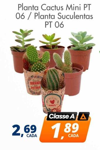 Delta Supermercados Planta cactus mini pt 06 planta suculentas pt 06 oferta
