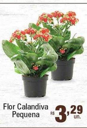 Supermercados Alvorada Flor calandiva pequena oferta