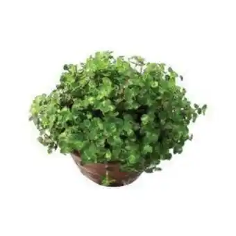 Planta tostão cuia 21