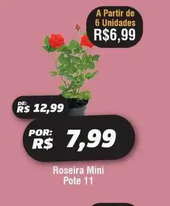 Roseira mini pote 11