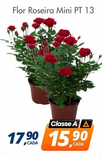 Delta Supermercados Flor roseira mini pt 13 oferta