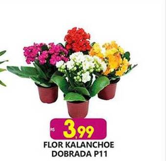 Flor kalanchoe dobrada