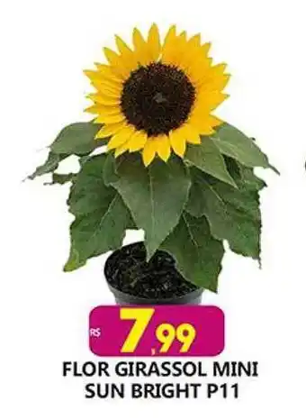 Flor girassol mini sun bright