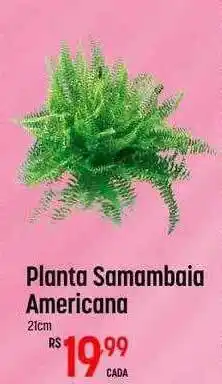 Planta samambaia americana