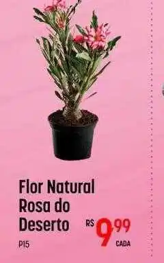Muffato Flor natural rosa do deserto oferta