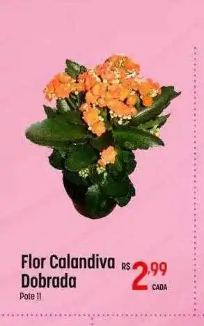 Muffato Flor calandiva dobrada oferta