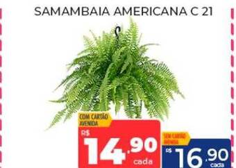 Supermercados Avenida Samambaia americana c21 oferta