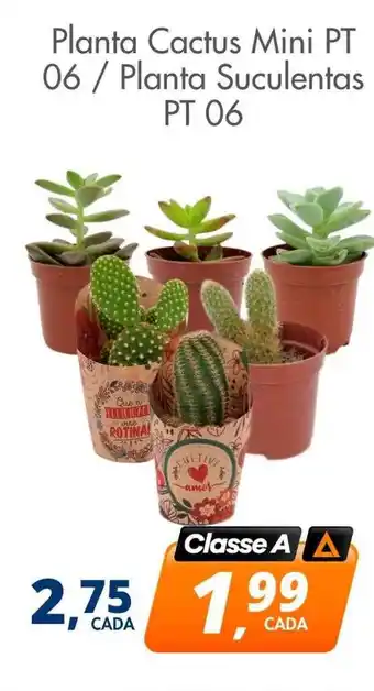 Delta Supermercados Planta cactus mini pt 06 - planta suculentas pt 06 oferta