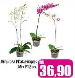 Orquídea phalaenopsis mix p12