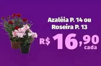 Azaléia p.14 ou roseira p.13