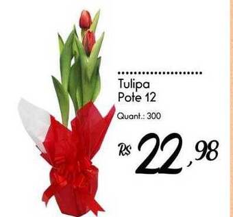 Giassi Supermercados Tulipa pote 12 oferta
