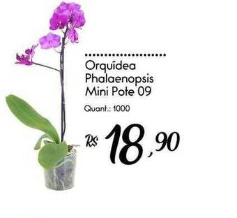 Orquídea phalaenopsis mini pote 09