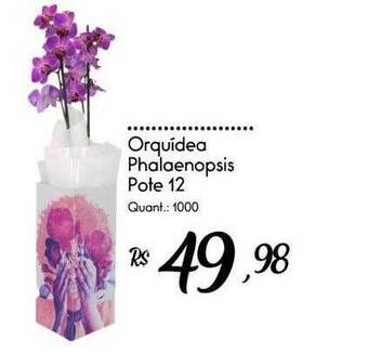 Giassi Supermercados Orquídea phalaenopsis pote 12 oferta