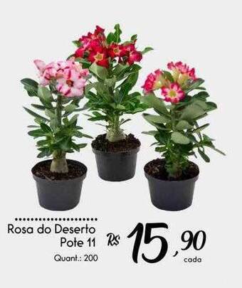 Giassi Supermercados Rosa do deserto pote 11 oferta