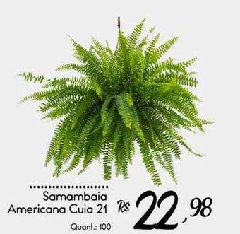 Giassi Supermercados Samambaia americana cuia 21 oferta