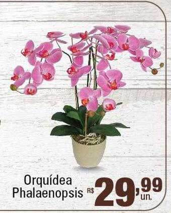 Supermercados Alvorada Orquídea phalaenopsis oferta