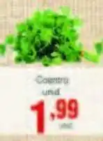 Coentro unidade