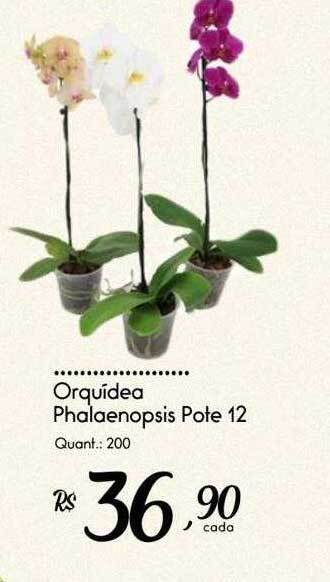 Giassi Supermercados Orquídea phalaenopsis pote 12 oferta