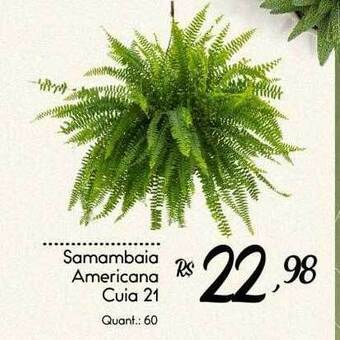Giassi Supermercados Samambaia americana cuia 21 oferta