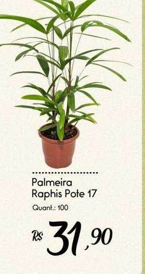 Giassi Supermercados Palmeira raphis pote 17 oferta